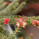 Simegarden Grevillea lanigera Tamboritha 15 cm