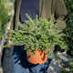 Simegarden Grevillea mount tamboritha