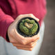 Simegarden Gymnocalycium mihanovichii f. crestata 7.5 cm