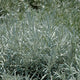 Simegarden Helichrysum italicum