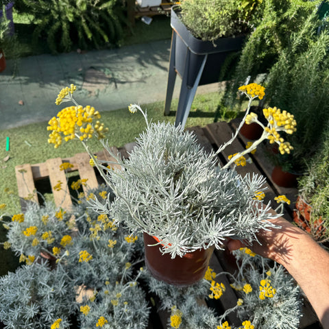 Simegarden Helichrysum korma 17 cm