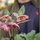 Simegarden Helleborus 'Ice N'Roses Early Red' 15 cm