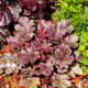 Simegarden Heuchera