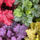 Simegarden Heuchera