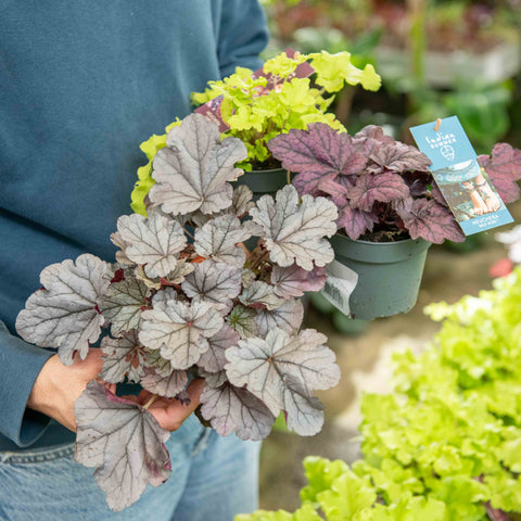 Simegarden Heuchera