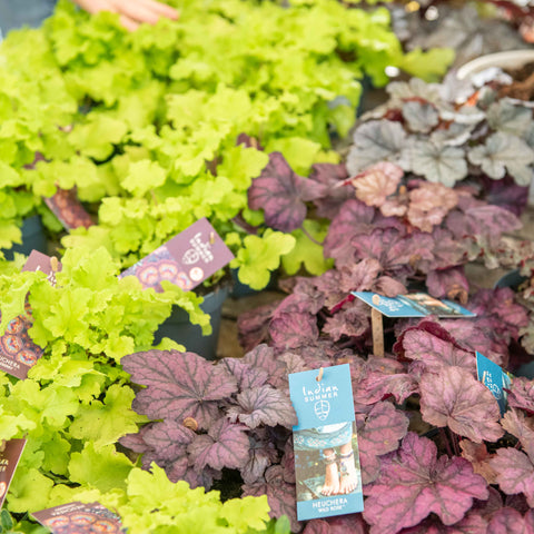 Simegarden Heuchera