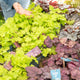 Simegarden Heuchera