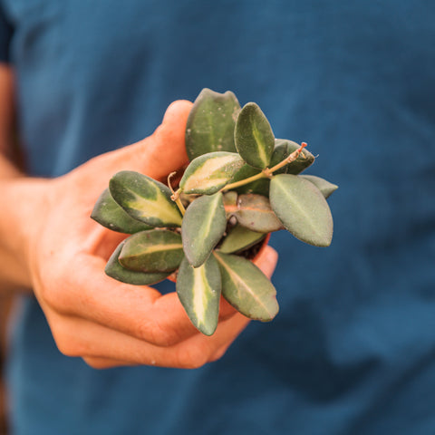 Simegarden Hoya burtoniae 6 cm