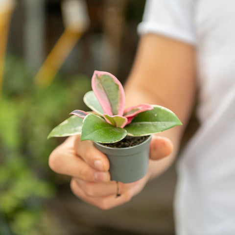 Simegarden Hoya carnosa flamingo dream 6 cm