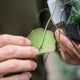 Simegarden Hoya imbricata 14 cm