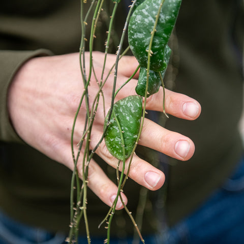 Simegarden Hoya imbricata 14 cm