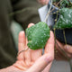 Simegarden Hoya imbricata 14 cm