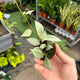 Simegarden Hoya lacunosa 5.5 cm