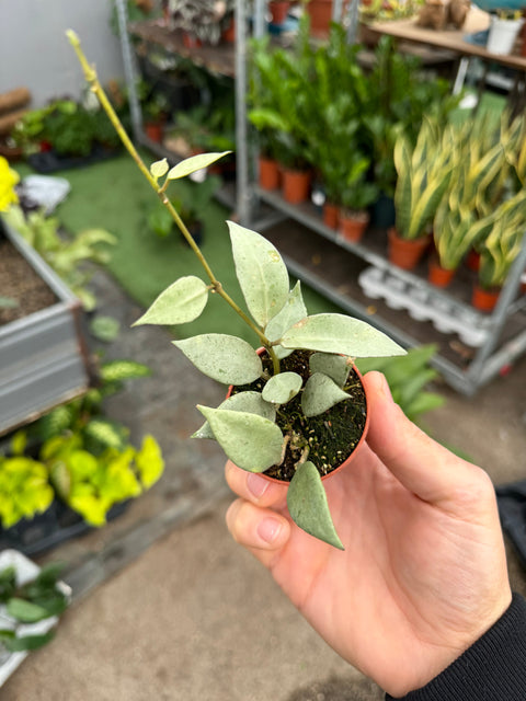 Simegarden Hoya lacunosa 5.5 cm
