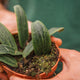 Simegarden Hoya soligamiana 10.5 cm