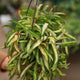 Simegarden Hoya wayetii tricolor 14 cm