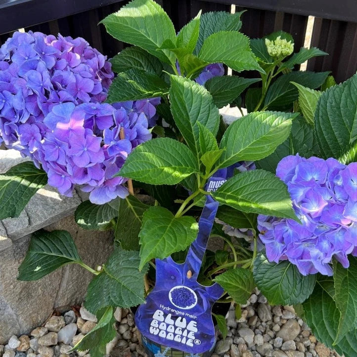 Hydrangea macrophylla 