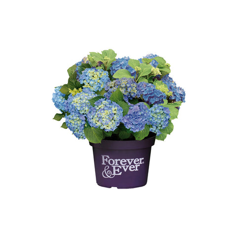 Simegarden Hydrangea macrophylla "Forever and Ever" 17 cm / Blue