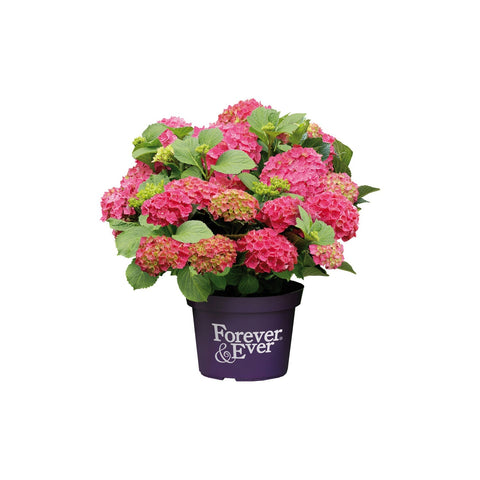 Simegarden Hydrangea macrophylla "Forever and Ever" 17 cm / Rosso