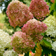 Simegarden Hydrangea paniculata limelight 24 cm