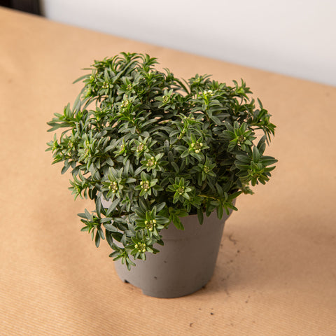 Simegarden Iberis sempervirens 10.5 cm