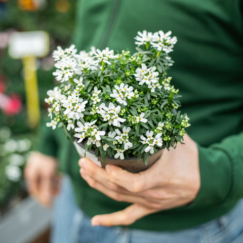 Simegarden Iberis sempervirens 14 cm