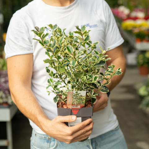 Simegarden Ilex aquifolium 'Argentea Marginata' 17 cm