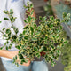 Simegarden Ilex aquifolium 'Argentea Marginata'