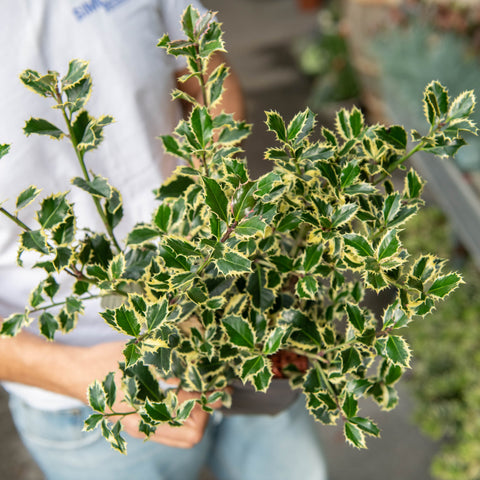 Simegarden Ilex aquifolium 'Argentea Marginata'