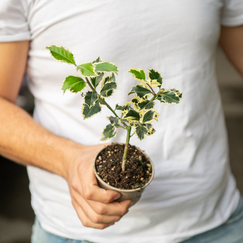 Simegarden Ilex aquifolium 'Argentea Marginata' 9 cm