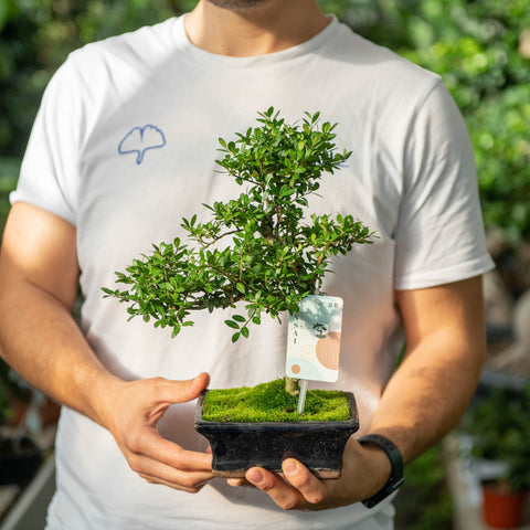 Simegarden Ilex crenata bonsai 15 cm