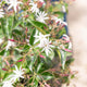 Simegarden Jasminum nitidum 25 cm