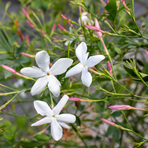 Simegarden Jasminum officinale 17 cm / 70-90 cm