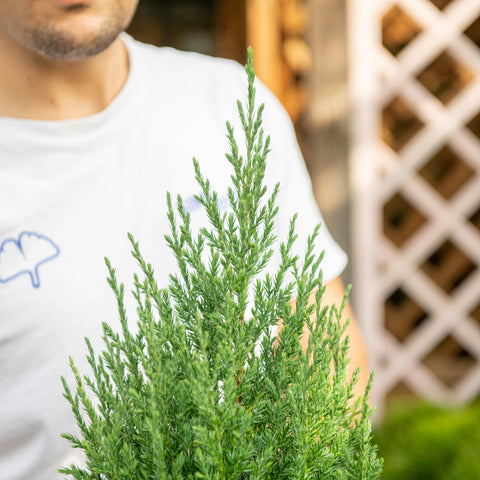 Simegarden Juniperus chinensis stricta