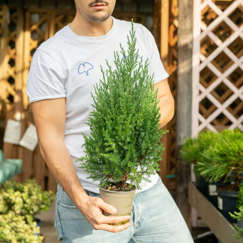 Simegarden Juniperus chinensis stricta