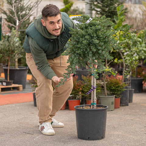 Simegarden Juniperus conferta blue pacific "albero" 18 cm