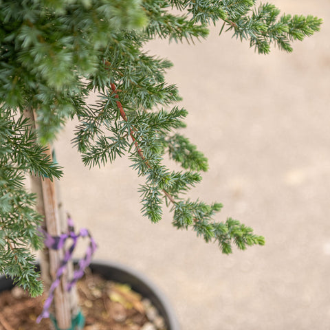 Simegarden Juniperus conferta blue pacific "albero" 18 cm