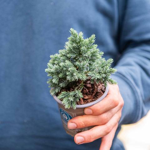 Simegarden Juniperus squamata blue star 9 cm