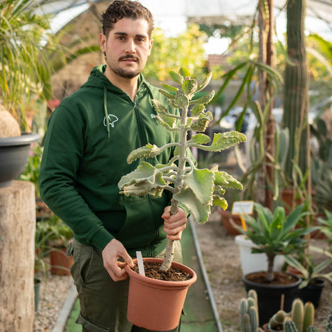 Simegarden Kalanchoe beharensis fang 25 cm