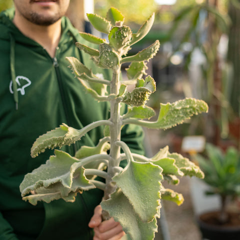 Simegarden Kalanchoe beharensis fang