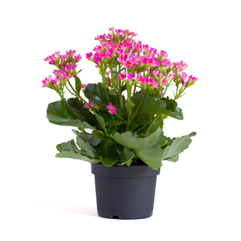 Simegarden Kalanchoe calandiva