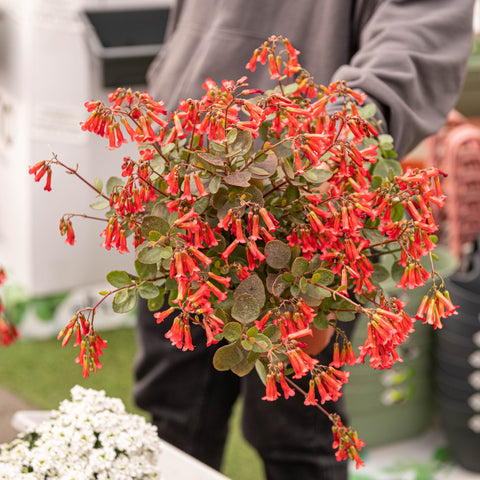 Simegarden Kalanchoe manginii 15 cm