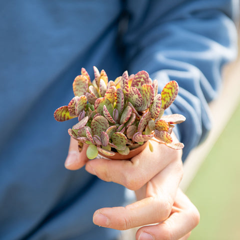 Simegarden Kalanchoe marmorata 5.5 cm