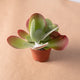 Simegarden Kalanchoe thyrsiflora 10cm