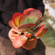 Simegarden Kalanchoe thyrsiflora 17cm