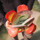 Simegarden Kalanchoe thyrsiflora