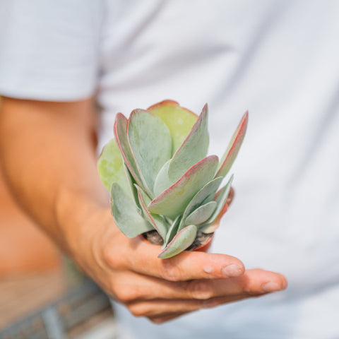 Simegarden Kalanchoe thyrsiflora