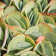 Simegarden Kalanchoe thyrsiflora