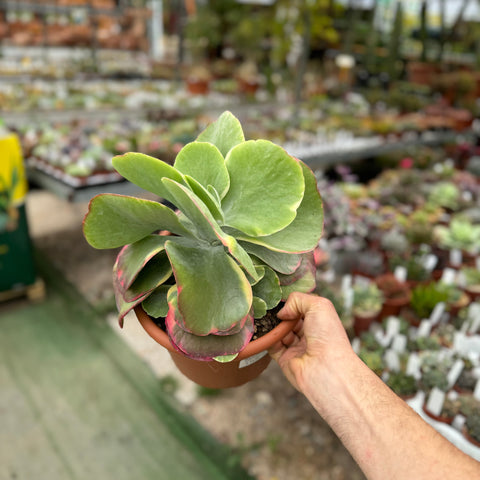 Simegarden Kalanchoe thyrsiflora variegata 20 cm