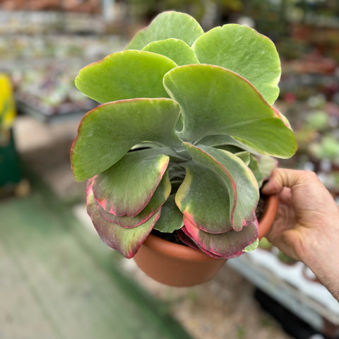 Simegarden Kalanchoe thyrsiflora variegata 20 cm